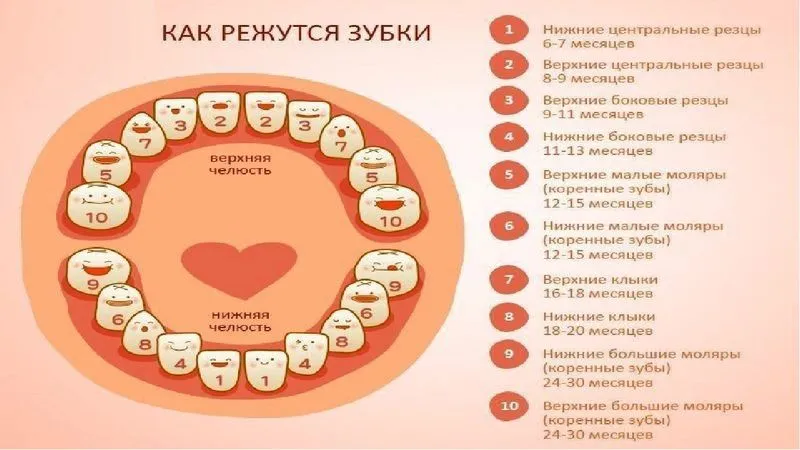 Первые коренные зубы у детей