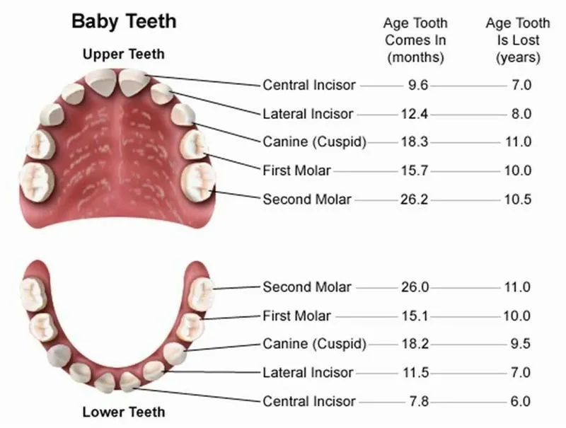 Во сколько выпадают молочные зубы