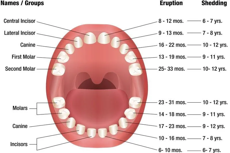 Порядок зубов у малышей