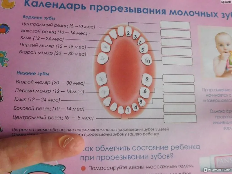 Как растут зубки у детей