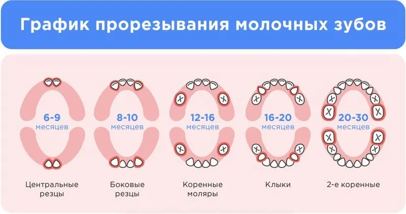 Когда растут зубы у младенцев