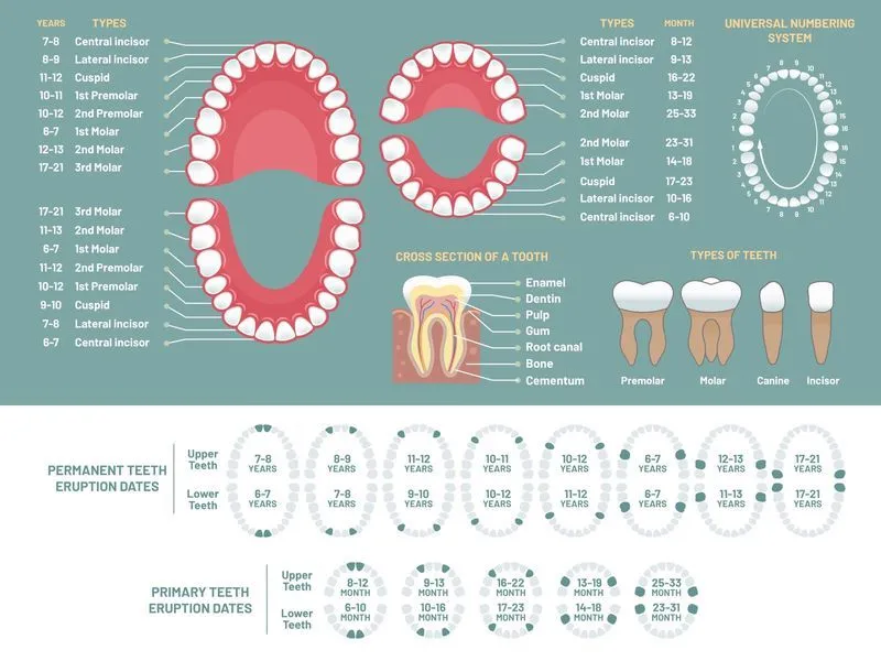 Количество молочных зубов